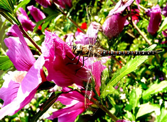 Libellenbes&ouml;&ouml;k