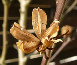 Dr&ouml;ge Kapsel an'n Boom