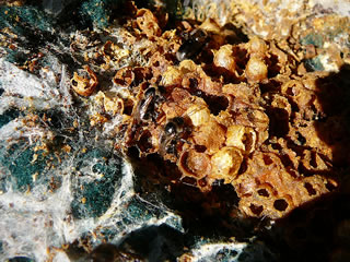 Hummeln in dat halv tweie Nest.  -- Klick op to'n Vergr&ouml;ttern!