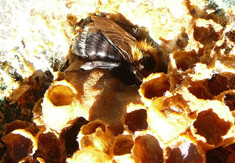 Na wo is denn...? De K&ouml;nigin purrt in de Waav r&uuml;mmer.  -- Klick op to'n Vergr&ouml;ttern!