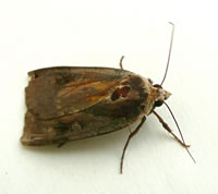 noctua pronuba