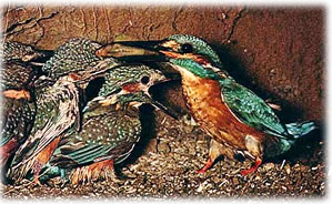 Korussell-Bek&ouml;stigung bi Iesvagelns in't Nest