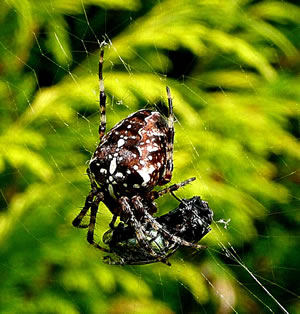 De Biss. Foto: Antje He&szlig;ler