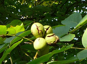 Waln&uuml;tt an'n Boom.  -- Klick op to'n Vergr&ouml;ttern!