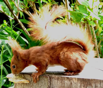 Mal probeern -- smeckt Poggenst&ouml;hl?  -- Klick op to'n Vergr&ouml;ttern!