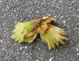 Hasseln&ouml;&ouml;t.  -- Klick op to'n Vergr&ouml;ttern!