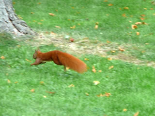 De Konkurrenz neiht ut.  -- Klick op to'n Vergr&ouml;ttern!