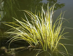 Kalmus hett geern natte F&ouml;&ouml;t