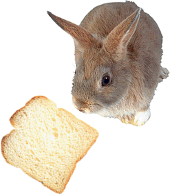 "Also to'n Fr&ouml;hst&uuml;ck h&ouml;&ouml;rt ja eentlich noch Koffie un Ei..."