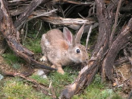 Kanink in Lauerstellung