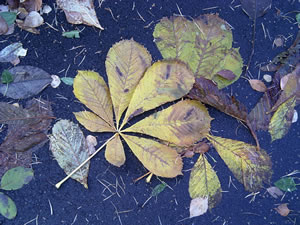 Kastangelbl&auml;der in't Water