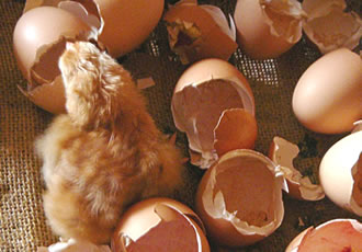 Kiki kiekt sik &uuml;m