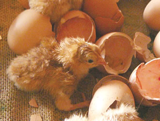 Eerst mal trechtsch&uuml;ddeln!