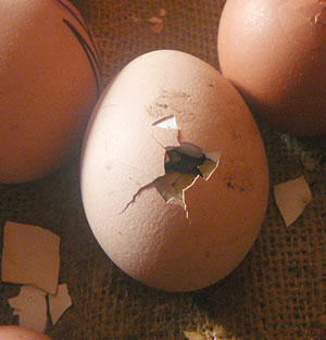 S&uuml;ster Anneliese pickt al!