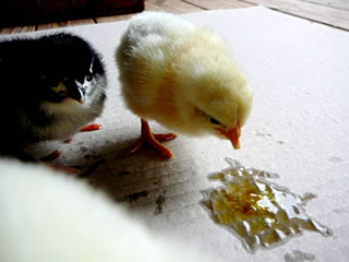 Avers so'n Mall&ouml;&ouml;r gifft dat bi namaakte K&uuml;ken nich!! Wa schaneerlich!