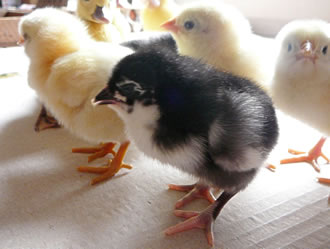 De bunte K&uuml;kenparade