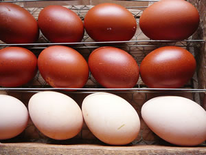 Ik b&uuml;n dat Dr&uuml;dde vun links...