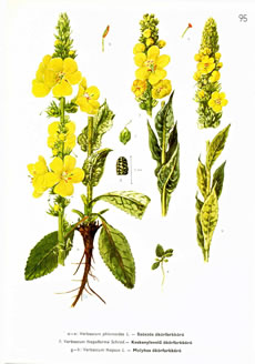 K&ouml;nigskerz vun de Aart "thapsiforme"