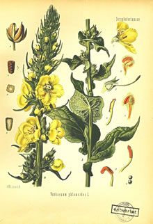 K&ouml;nigskerz vun de Aart "phlomoides"