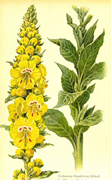 K&ouml;nigskerz vun de Aart "thapsiforme"