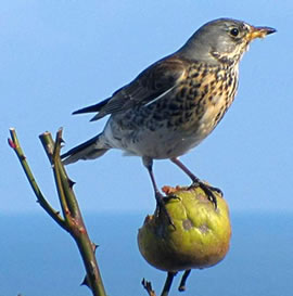 Kramsvagel (Turdus pilaris). Foto: Soebe/Wikimedia Commons