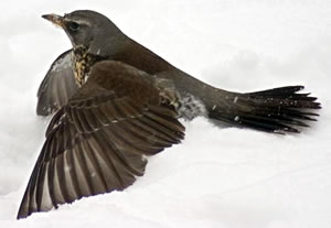 Kramsvagel in'n Snee. Foto: Adam Kumiszcza/Wikimedia Commons