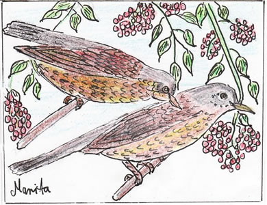 De Kramsvogels laat sik dat goodgahn. Teknen: Marita Pollak