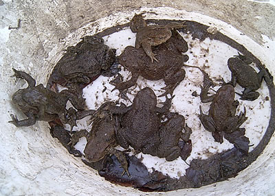 Kröten in'n Ammer. -- Klick op to'n Vergröttern!