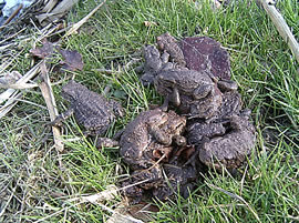 Wedder frie! -- Klick op to'n Vergröttern!