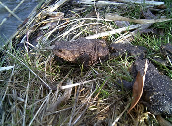 Rin in't Water! -- Klick op to'n Vergröttern!