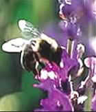 een Imm is an'e Lavendelbl&ouml;&ouml;t togang