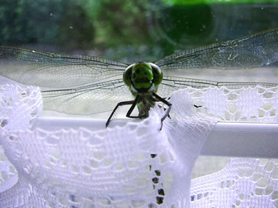 Op de Gardien. -- Klick op to'n Vergr&ouml;ttern!