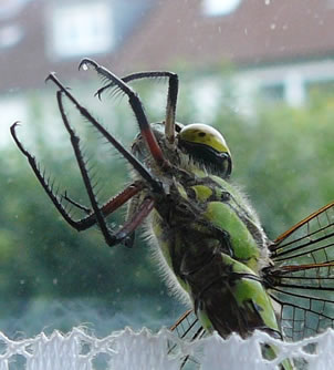 De Libell ringt de Hannen, d.h. ehr Griep-Warkt&uuml;&uuml;ch.  -- Klick op to'n Vergr&ouml;ttern!