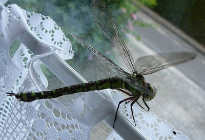 De "Jumfer" is en He!  -- Klick op to'n Vergr&ouml;ttern!