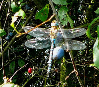 Fl&uuml;nken vun Glas  -- Klick op to'n Vergr&ouml;ttern!