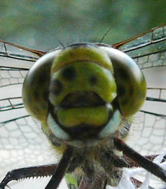 Hallo, wokeen is dat denn?  -- Klick op to'n Vergr&ouml;ttern!