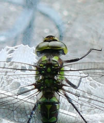 De Kopp vun dat Mannsbild.  -- Klick op to'n Vergr&ouml;ttern!
