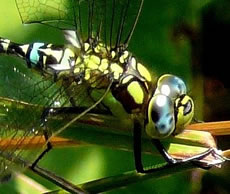 Kopp vun dat Fruunsbild.  -- Klick op to'n Vergr&ouml;ttern!