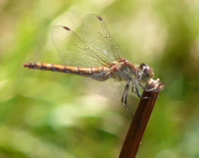 Blutrote Heidelibelle: dat Fruunsbild.  -- Klick op to'n Vergr&ouml;ttern!