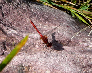 Doppeldecker.  -- Klick op to'n Vergr&ouml;ttern!