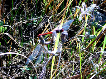 Twee blootsrode Heidelibelln in'n Poorungsfloog. -- Klick op to'n Vergr&ouml;ttern!