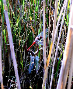 Dat "Paarungsrad". -- Klick op to'n Vergr&ouml;ttern!