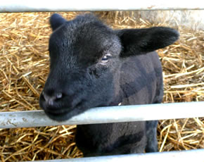 M&auml;h! Ik b&uuml;n Lilli!