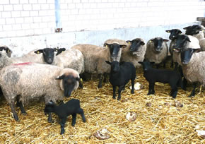 Ik b&uuml;n so mickerig -- alle kiekt mi an -- wa schaneerlich!