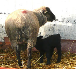 Ik kaam ok mal an't &Uuml;ter!