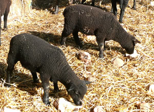 Lilli un S&uuml;ster bi't Freten