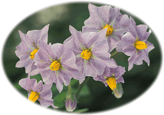 S&uuml;&uuml;damerikaansche Wild-Kant&uuml;ffel