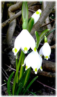 M&auml;rzenbeker. Bild: A.He&szlig;ler