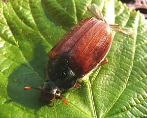 Maisebber up Gr&ouml;&ouml;n