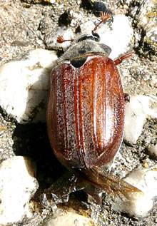 De sch&ouml;ne M&uuml;llerin